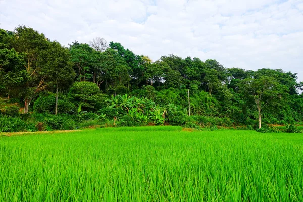 Yeşil çimenli tarla, doğal manzara 
