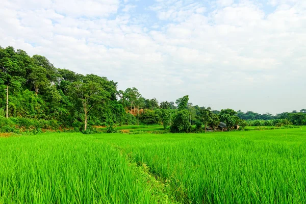 Yeşil çimenli tarla, doğal manzara 