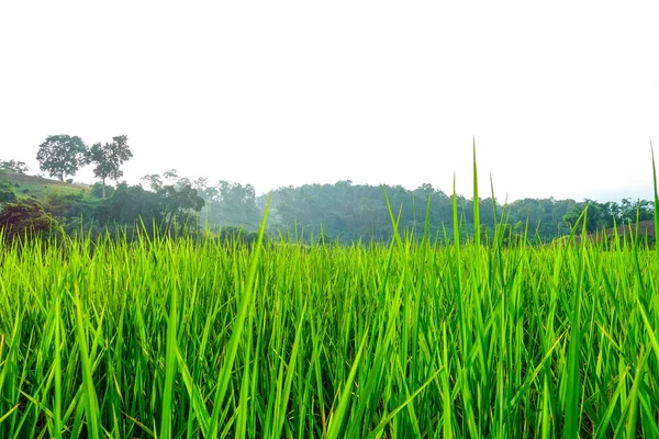 Campo Com Grama Verde Paisagem Natural — Fotografia de Stock