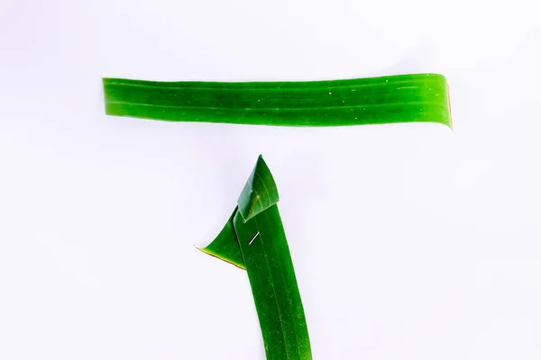 Foglie Aloe Vera Sfondo Bianco — Foto Stock