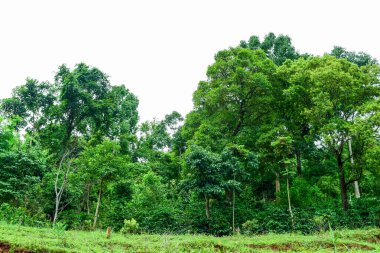 Parktaki yeşil ağaçlar