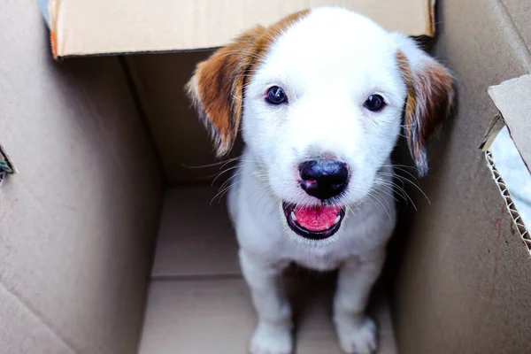 Carino Cucciolo Jack Russell Terrier Cucciolo — Foto Stock