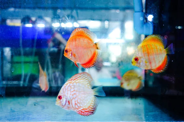 Primer Plano Peces Colores Bajo Agua — Foto de Stock