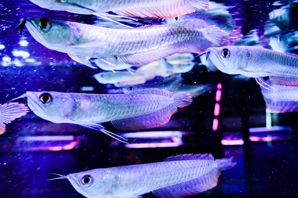 물고기들의 — 스톡 사진