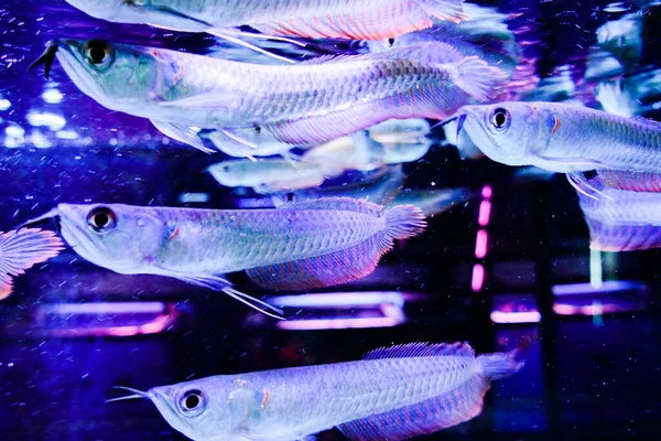 Gros Plan Poissons Colorés Sous Eau — Photo