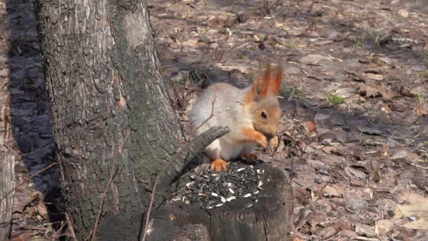 一只可爱的棕色松鼠坐在树桩上 在阳光明媚的春天吃种子 — 图库视频影像