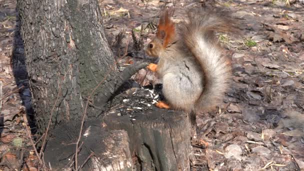 一只可爱的棕色松鼠坐在树桩上 在阳光明媚的春天吃种子 — 图库视频影像