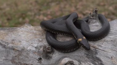 Yeşil çimenlerde bir yılanın yakın çekim,