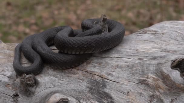 Närbild av en orm i det gröna gräset, — Stockvideo