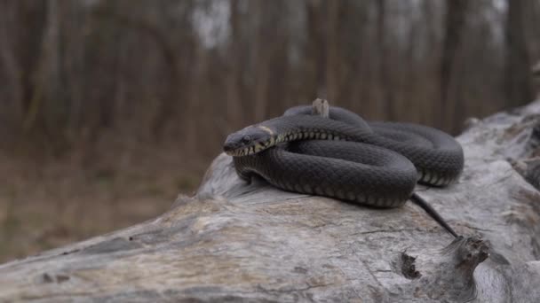 Primer plano de una serpiente en la hierba verde , — Vídeos de Stock