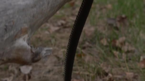 Primer plano de una serpiente en la hierba verde , — Vídeos de Stock