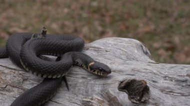Yeşil çimenlerde bir yılanın yakın çekim,