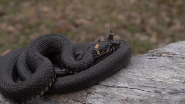 Primer Plano Una Serpiente Hierba Verde — Vídeo de stock