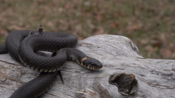 Close Uma Cobra Grama Verde — Vídeo de Stock