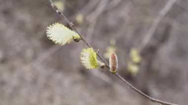 Bahar bitkisinin panoramik yakın çekim görüntüleri 