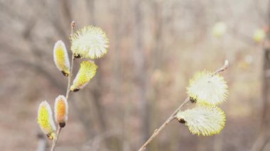 Bahar bitkisinin panoramik yakın çekim görüntüleri 
