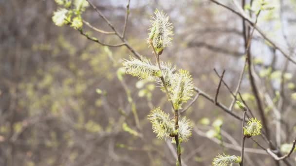 Panorâmica Imagens Close Vista Planta Primavera — Vídeo de Stock