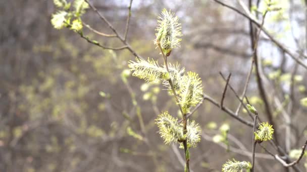 Panoramiczny Widok Bliska Materiału Wiosennego Rośliny — Wideo stockowe