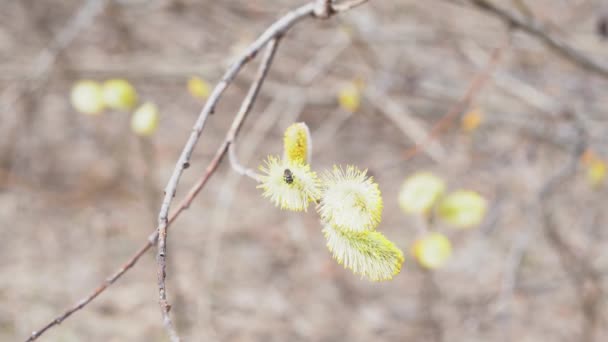 春の植物のパノラマクローズアップ映像ビュー — ストック動画