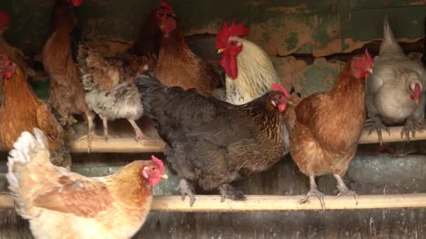 フリーレンジの鶏は村の納屋に行く — ストック動画