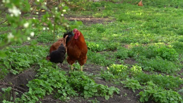 Цыплята Свободного Выгула Идут Сарай Деревне — стоковое видео