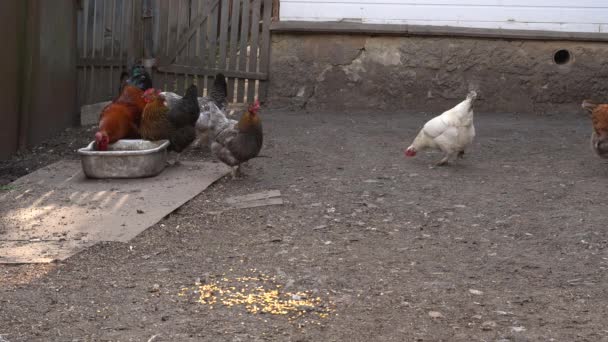 Des poulets en liberté vont à la grange du village. 