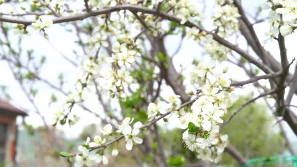 Güzel Çiçek Bahar Doğa Arka Plan Kiraz Çiçeklerinin Dalları — Stok video