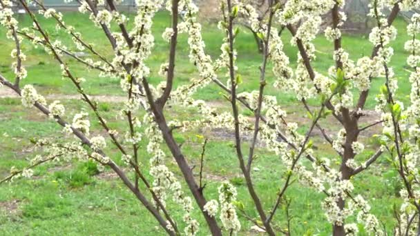 Цветочный Весенний Природный Фон Ветви Цветения Вишни — стоковое видео