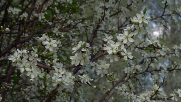 Όμορφη Floral Άνοιξη Φόντο Της Φύσης Κλαδιά Ανθών Κερασιάς — Αρχείο Βίντεο