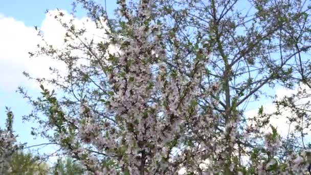 美しい花の春の自然の背景 桜の枝 — ストック動画