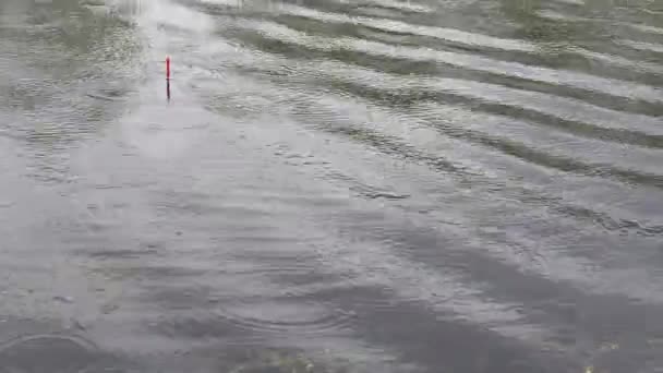 Buena Mordida Pesca Lluvia Ligera Carpa Gran Captura Flotador Caña — Vídeos de Stock