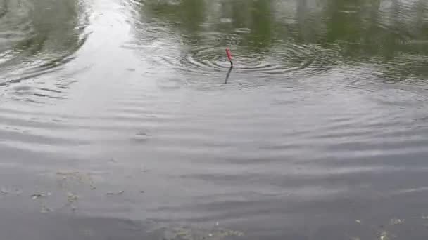 Guter Biss Bei Leichtem Regen Karpfen Großer Fang Der Angelrute — Stockvideo