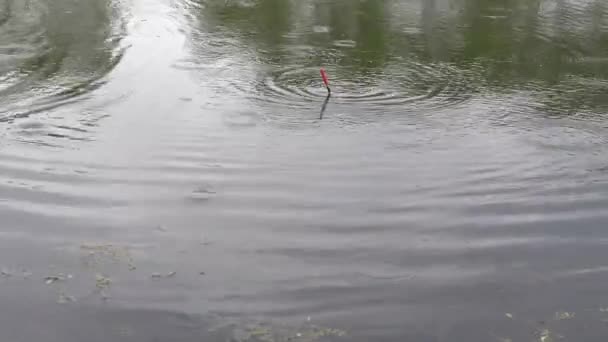 Gigitan Yang Baik Pada Memancing Hujan Ringan Ikan Mas Tangkapan — Stok Video