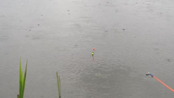 Good bite on fishing light rain, carp big catch — Stock Footage Good bite on fishing light rain, carp big catch Royalty Free Stock Video