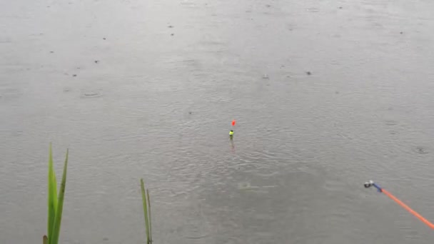 Boa mordida na pesca chuva leve, carpa grande captura — Vídeo de Stock