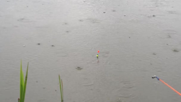 Bra bett på fiske ljus regn, karp stor fångst — Stockvideo