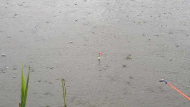 釣り軽い雨、鯉の大きなキャッチに良い一口 — ストック動画