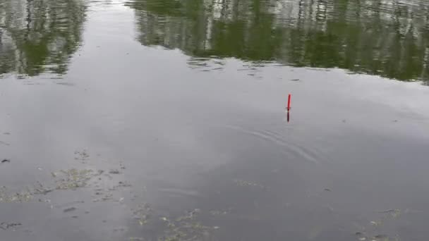 Boa mordida na pesca chuva leve, carpa grande captura — Vídeo de Stock