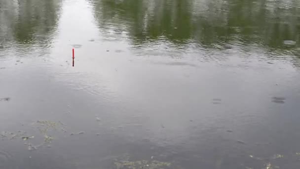 釣り軽い雨、鯉の大きなキャッチに良い一口 — ストック動画