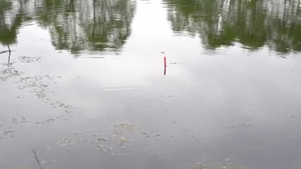 釣り軽い雨、鯉の大きなキャッチに良い一口 — ストック動画