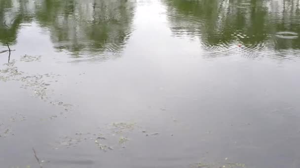 Boa mordida na pesca chuva leve, carpa grande captura — Vídeo de Stock