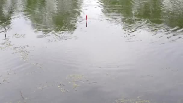 釣り軽い雨、鯉の大きなキャッチに良い一口 — ストック動画