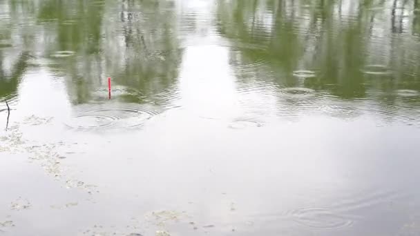 Goede hap op de visserij lichte regen, karper grote vangst — Stockvideo