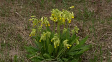 Sarı inek fidanı çiçekleri. Primrose İlkbahar İlacı.