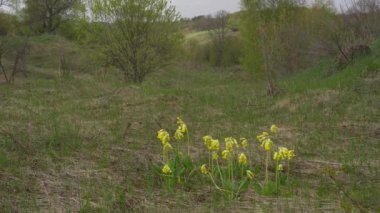 Sarı inek fidanı çiçekleri. Primrose İlkbahar İlacı.