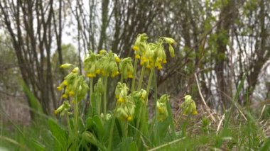 Sarı inek fidanı çiçekleri. Primrose İlkbahar İlacı.