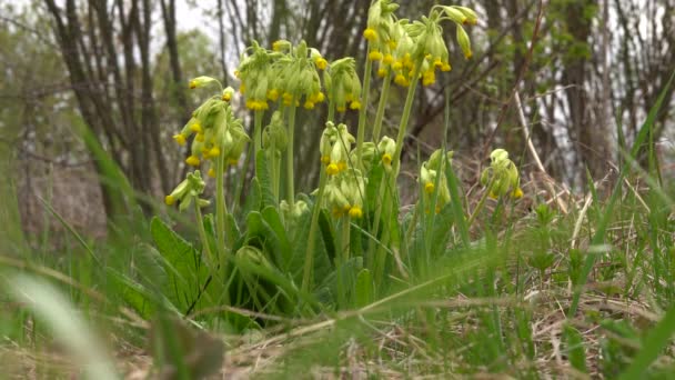 Flores de vaca amarillas. Primrose primavera medicinal . — Vídeo de stock