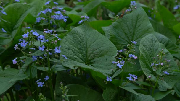 Pequenas flores azuis esqueçam-me-não no prado da primavera — Vídeo de Stock