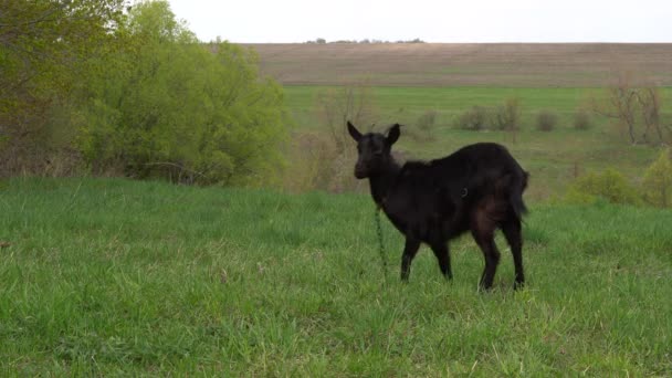 Gros Plan Jeune Chèvre Mâle Noir Avec Une Petite Barbe — Video