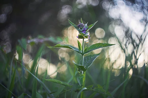 güzel bokeh karşı, şafak ışığında yaz çim